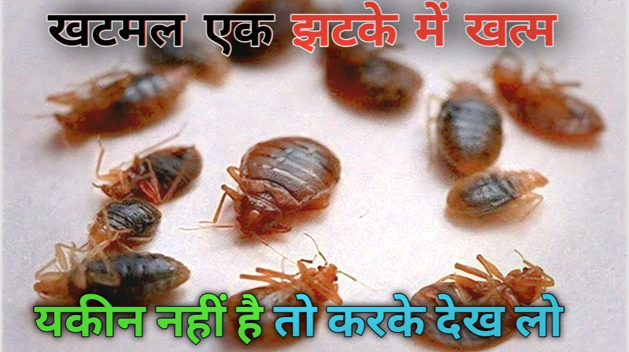 खटमल से छुटकारा 